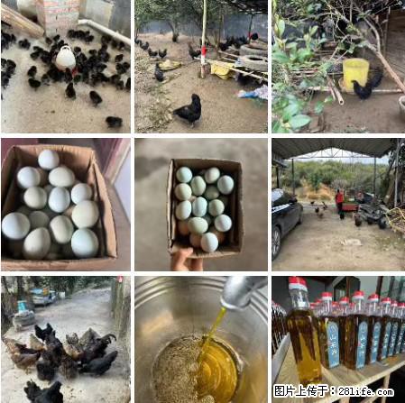 油茶园从小鸡仔开始养起的纯土鸡、土鸡蛋可以预定啦!还有前几天刚榨的纯山茶油哦 - 美食天地 - 鄢陵生活社区 - 鄢陵28生活网 yanling.28life.com