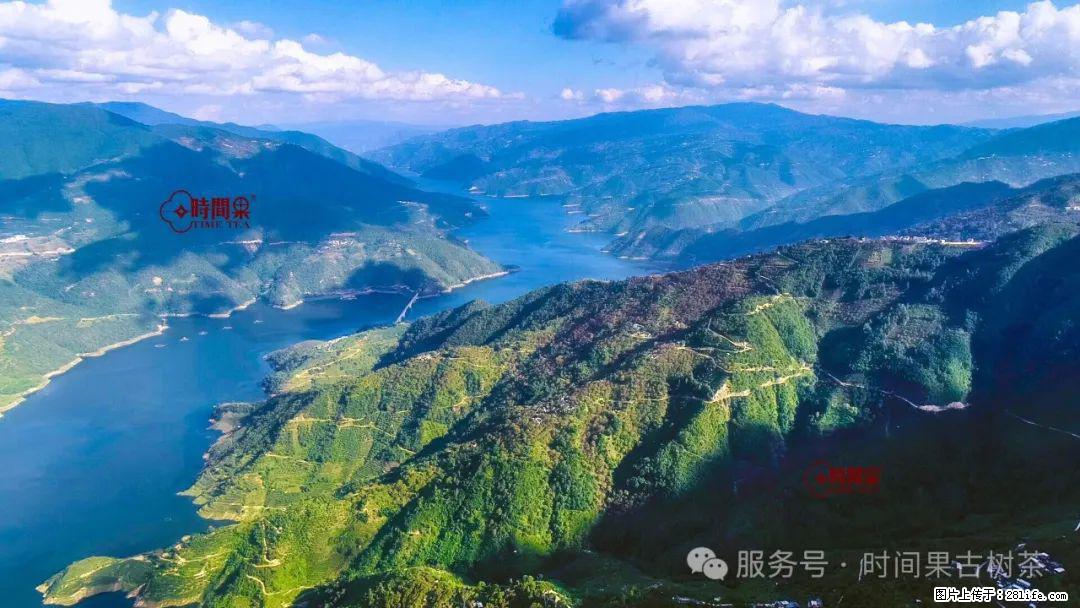 时间果百年古树龙珠普洱生茶 - 购物交流 - 鄢陵生活社区 - 鄢陵28生活网 yanling.28life.com