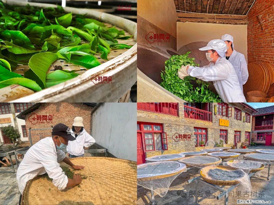 时间果百年古树龙珠普洱生茶 - 购物交流 - 鄢陵生活社区 - 鄢陵28生活网 yanling.28life.com
