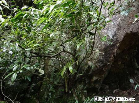 平乐石崖茶,珍贵仅次于金花茶 - 鄢陵生活资讯 - 鄢陵28生活网 yanling.28life.com