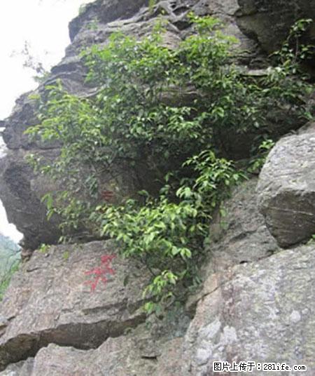 平乐石崖茶,珍贵仅次于金花茶 - 鄢陵生活资讯 - 鄢陵28生活网 yanling.28life.com