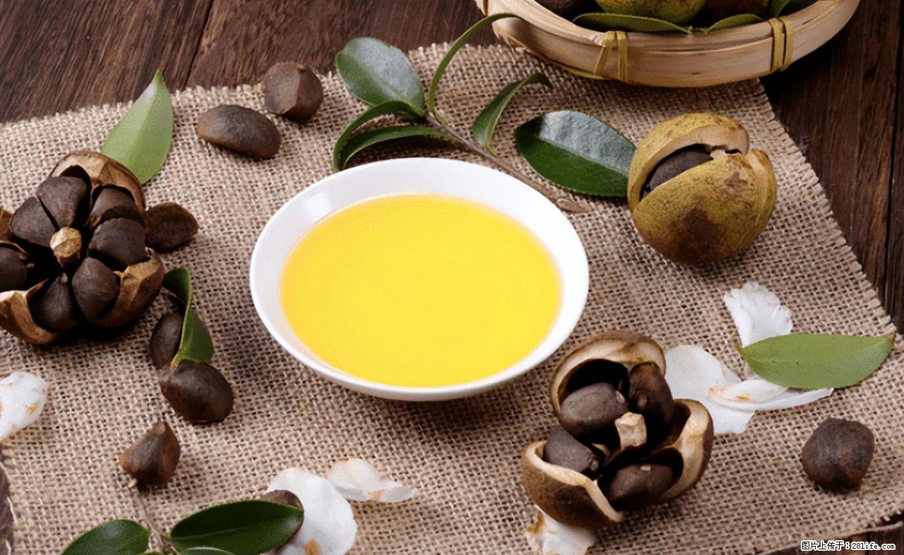 揭秘茶油的5大核心营养成分！被称为人体健康的“守护盾”！ - 鄢陵生活资讯 - 鄢陵28生活网 yanling.28life.com