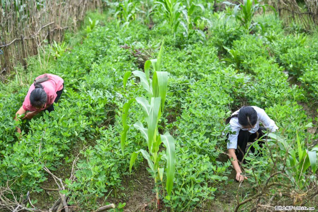 全网追的“扁担女孩”，找了一份暑假工，时薪12元 - 鄢陵生活资讯 - 鄢陵28生活网 yanling.28life.com