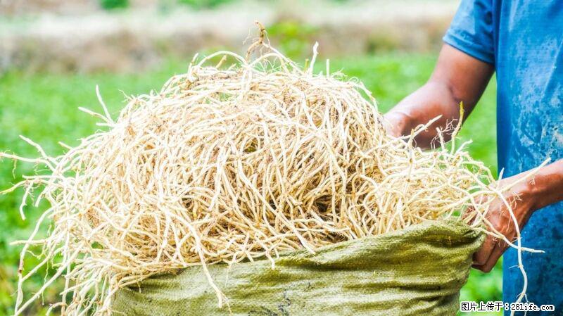 堪称“最难吃”的蔬菜，却是 “抗辐射神器”，还能护肺、清热、止咳化痰！ - 鄢陵生活资讯 - 鄢陵28生活网 yanling.28life.com