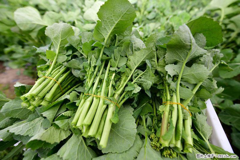 这些蔬菜是“天然钙片”，这6种被医生重点推荐 - 鄢陵生活资讯 - 鄢陵28生活网 yanling.28life.com